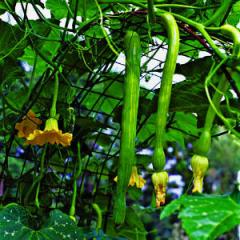 'Trombetta', a summer-squash variety over an 8-foot-tall arched metal trellis.