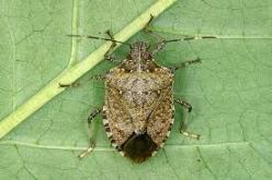 Brown marmorated adult stink bug.