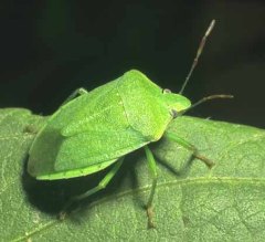 Green adult stink bugs.