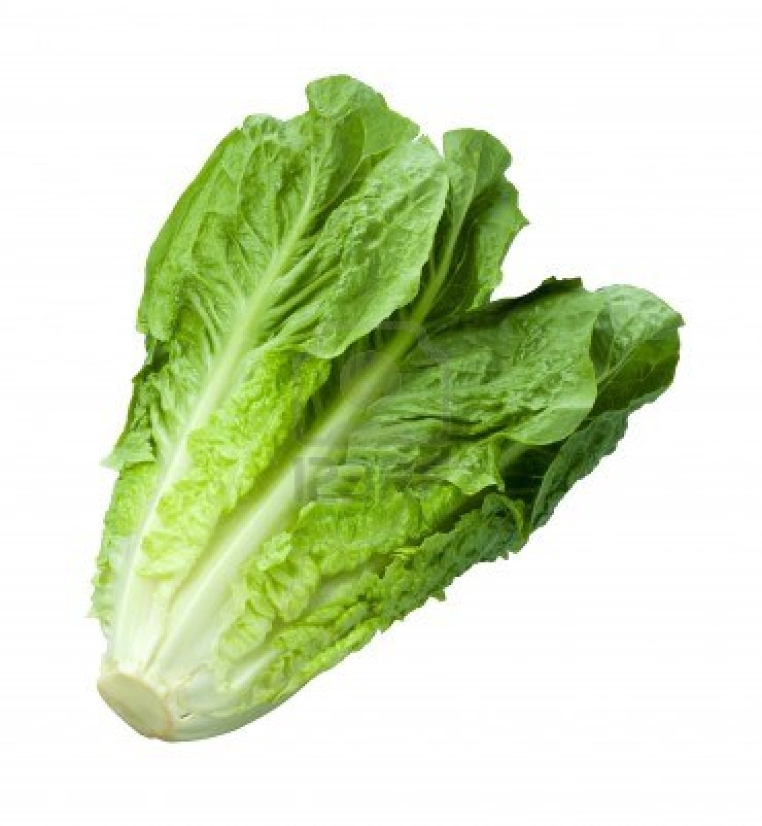 Image result for lettuce
