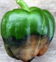 Blossom-end rot on a pepper.