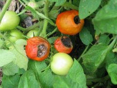 Blossom-end rot on tomatoes. 