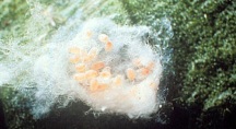 Mealybug eggs hidden among their cottony mass. 