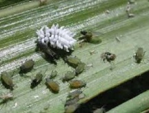 Mealybug nymphs with an adult. 
