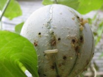 Pickleworm damage on cantaloupe.