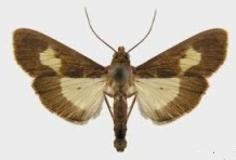 Pickleworm moth.