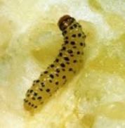 Pickleworm larva.