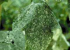 Thrips feeding damage on cucumber leaves; note the dark fecal spots on inset.