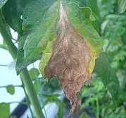 Gray mold on a greenhouse tomato leaf.