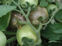 Gray mold symptoms on tomatoes.